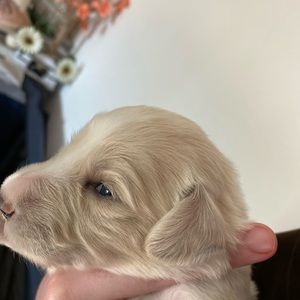 Meet your Posher, Joey